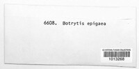 Botrytis epigaea image